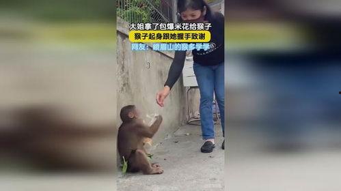 网友爆料瘦猴子视频大全,瘦猴子视频大全,揭秘动物界的瘦身达人 第3张 网友爆料瘦猴子视频大全,瘦猴子视频大全,揭秘动物界的瘦身达人 第3张