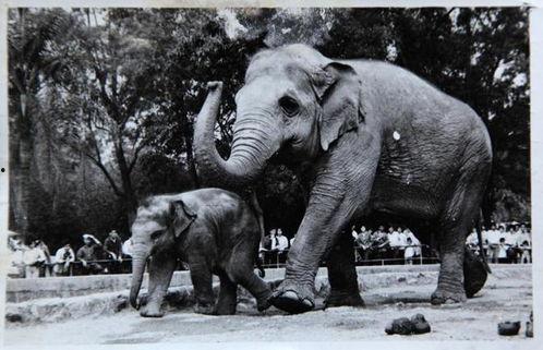 大笨象在线观看,一场奇妙的动物世界探险之旅 第3张 大笨象在线观看,一场奇妙的动物世界探险之旅 第3张