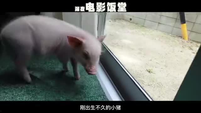 宠物猪网红吃哈密瓜,哈密瓜成新宠! 第2张 宠物猪网红吃哈密瓜,哈密瓜成新宠! 第2张